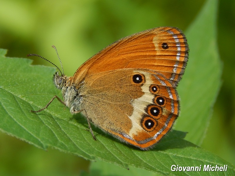 Parco del Ticino :incontri del 18/7/15